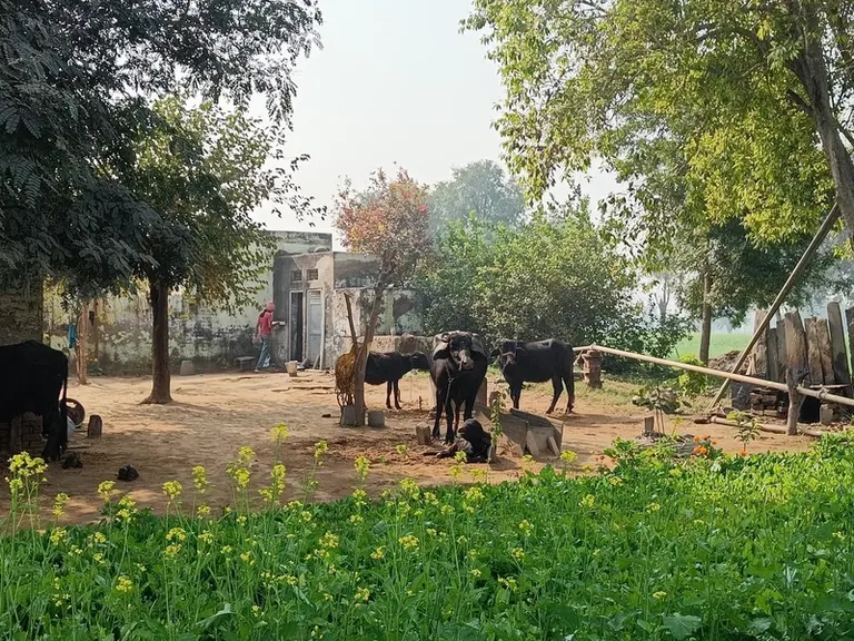 Deux bufflonnes et leurs veaux sur une petite ferme, en Inde.