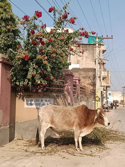 Vache sacrée (zébu) dans une rue, en Inde.