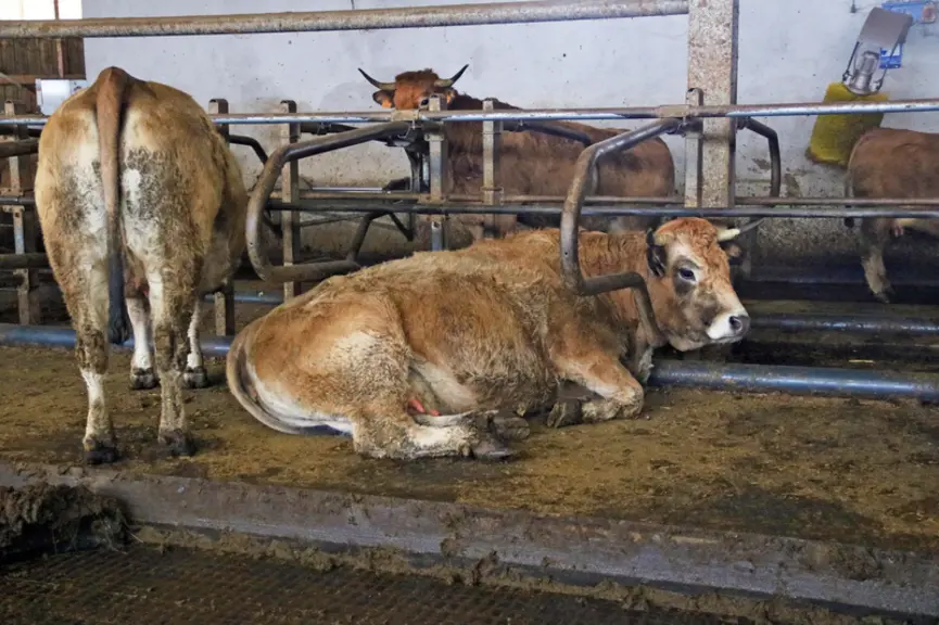 Vache Aubrac couchée sur une logette.