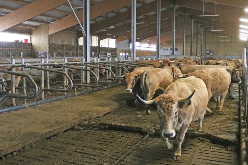 Les vaches Aubrac évitent le racleur. Caillebotis raclé et logettes en bâtiment d'élevage bovin viande.
