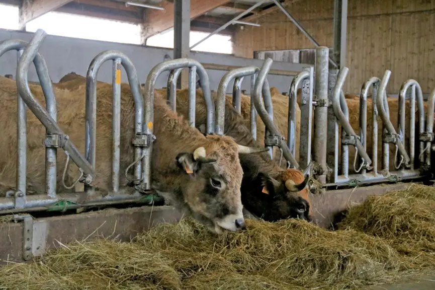 Deux vaches Aubrac mangent du foin au cornadis pour bovins à cornes.