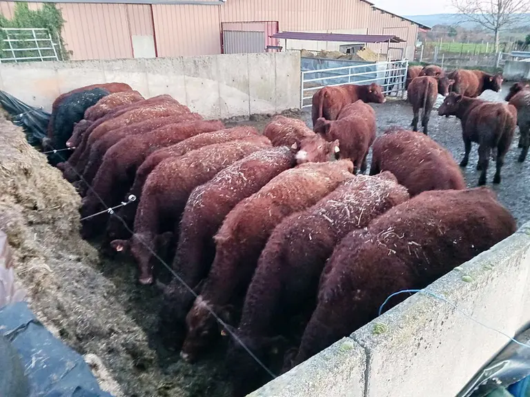 vaches salers silo bâtiment alimentation hivernale