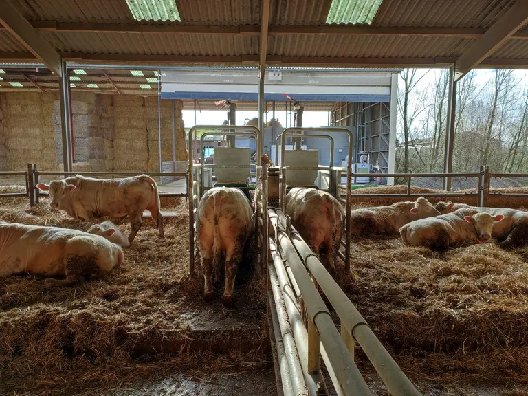 arvalis mesure des émissions de méthane entérique sur jeunes bovins charolais en engraissement