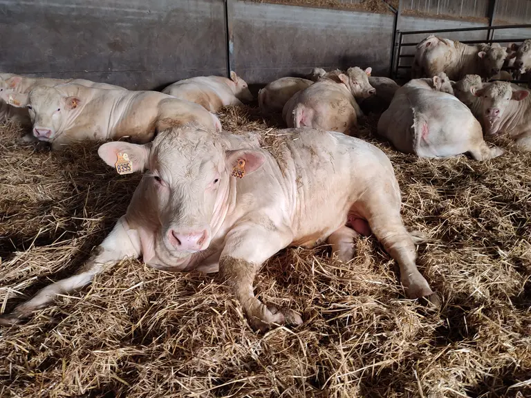 jeunes bovins charolais engraissement