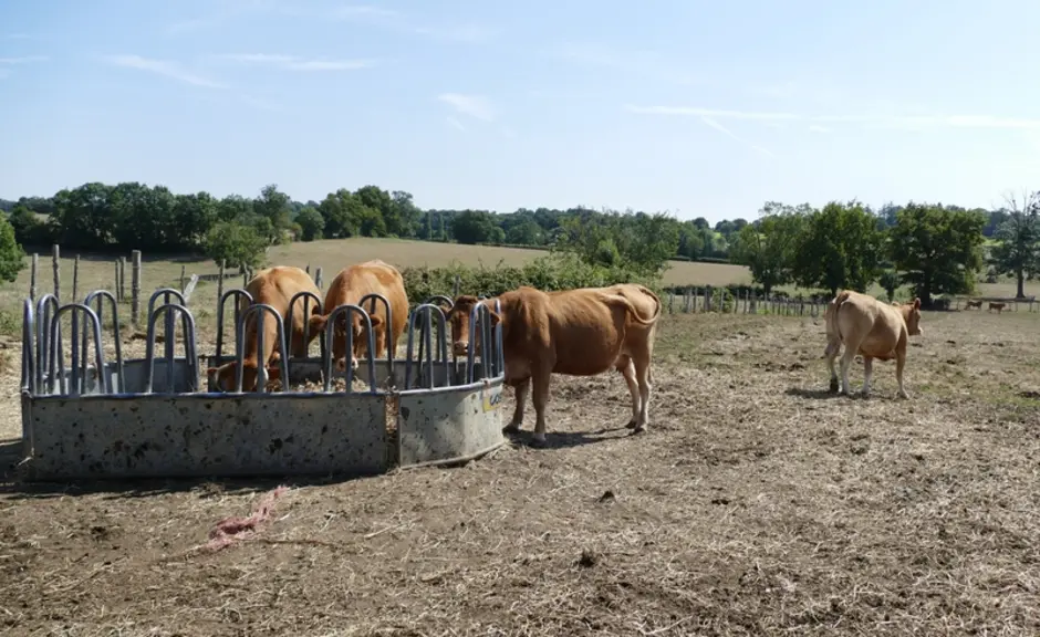 Les animaux sont 7 à 8 mois de l’année en pâture, mais les étés étant très secs, il est nécessaire de les affourager en été. C