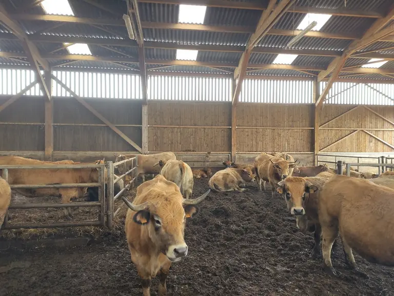 Vaches aubrac dans la stabulation paillée avec de la plaquette de bois. Certaines sont couchées.