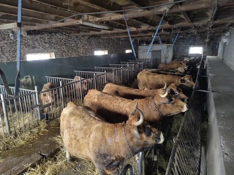Vaches aubrac à l'attache en salle de tétée, devant les boxes des veaux.