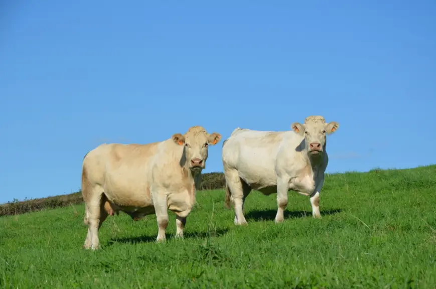 vaches charolaises au pâturage dans la Nièvre