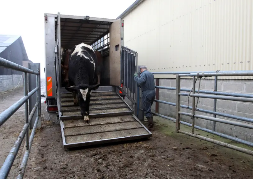 Elevage bovin. Chargement et déchargement de bovins dans un camion bétaillère.  Enlèvement et transport par la société Capeval