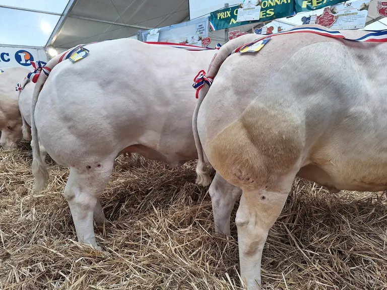 concours animaux boucherie Autun avril 2025