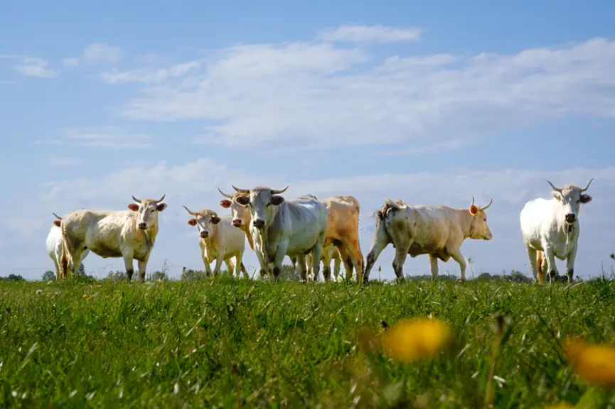 FRANCE - Ferme de Lantouny - La race Lourdaise