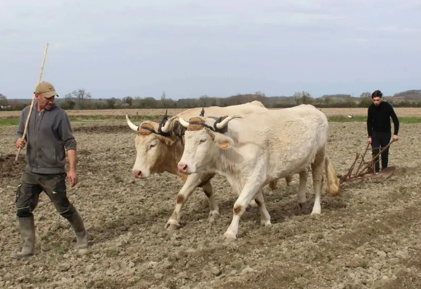traction animale boeufs race lourdaise
