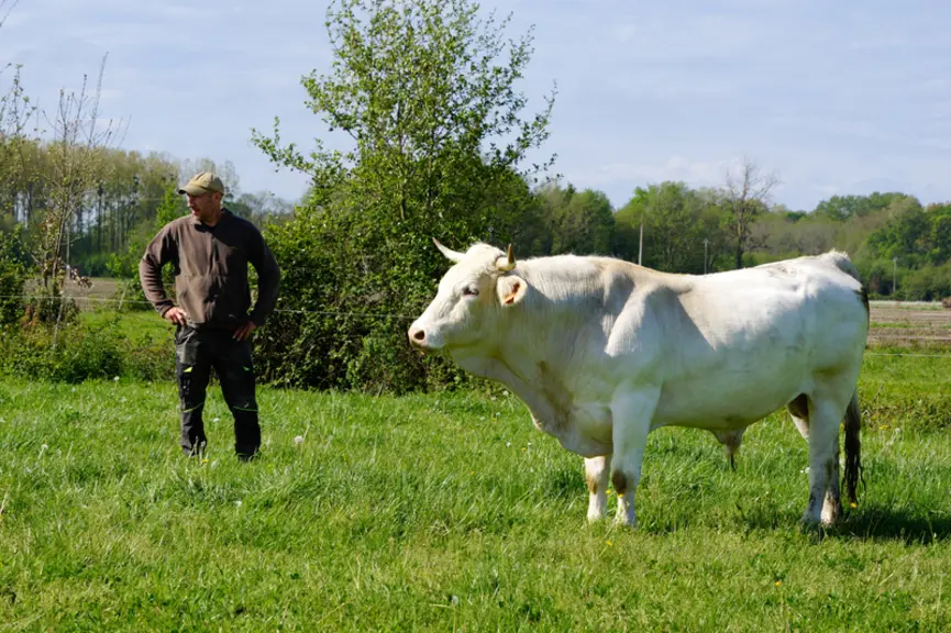 FRANCE - Ferme de Lantouny - La race Lourdaise