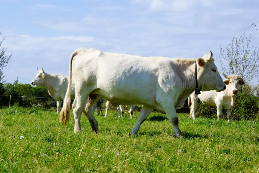 FRANCE - Ferme de Lantouny - La race Lourdaise