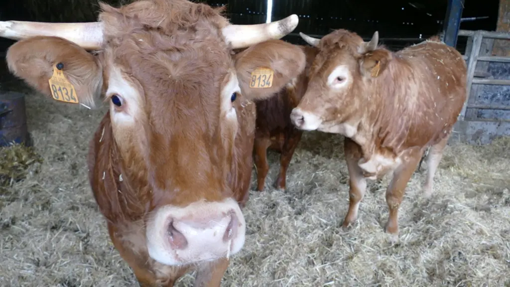 vache limousine en bâtiment
