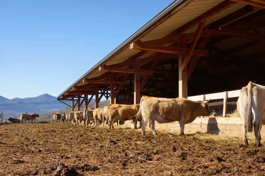aude Gaec de Bergnes vaches aubrac