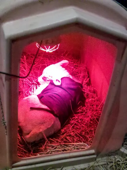 veau charolais nouveau-né nursing niche lampe chauffante