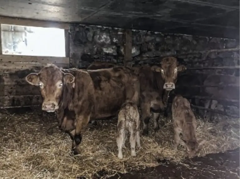 vaches limousines veau nouveau-nés bâtiment