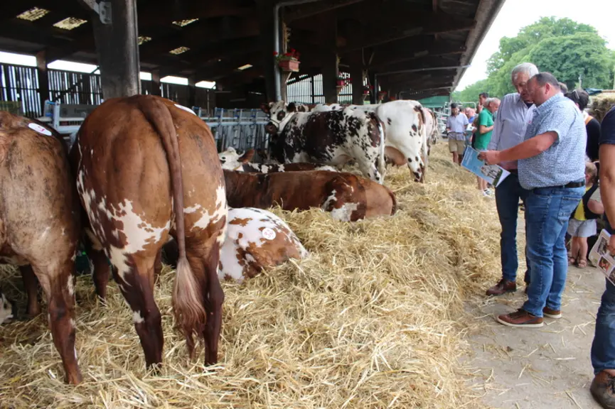 vente aux enchères vaches normandes culardes
