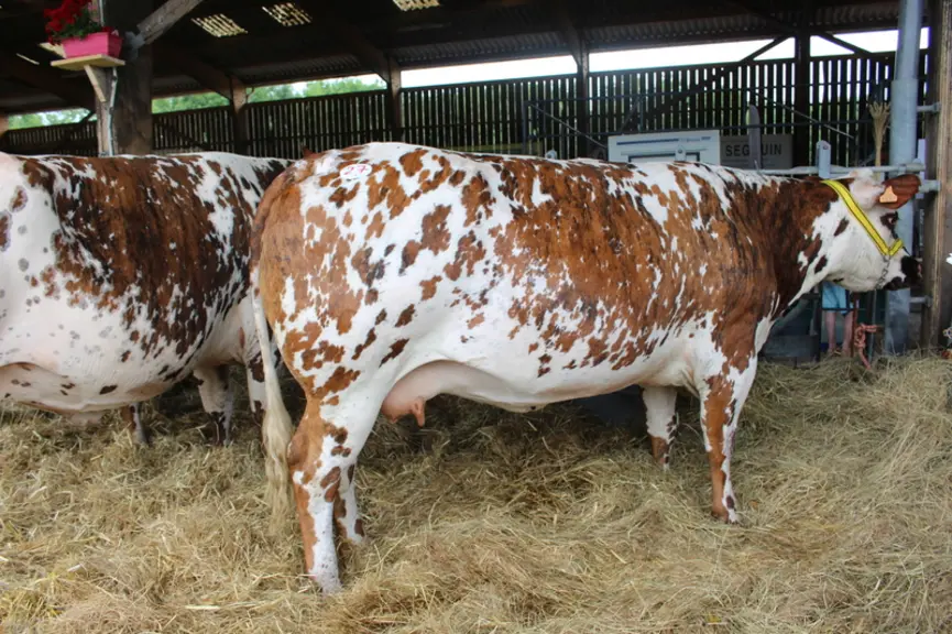 vaches normande cularde