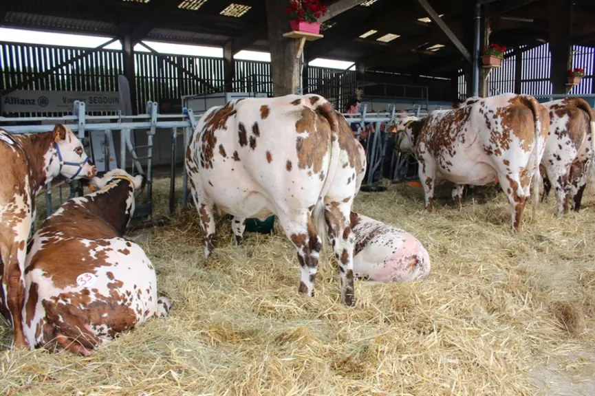 Des normandes de formes en pleine forme 