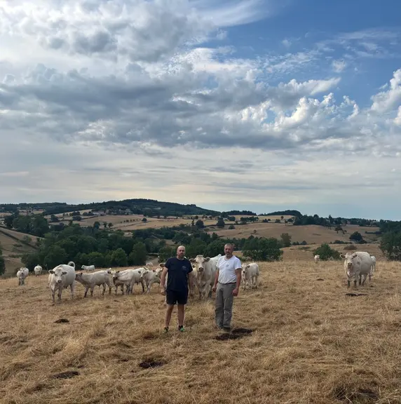 éleveurs prairie été vaches charolaises veaux