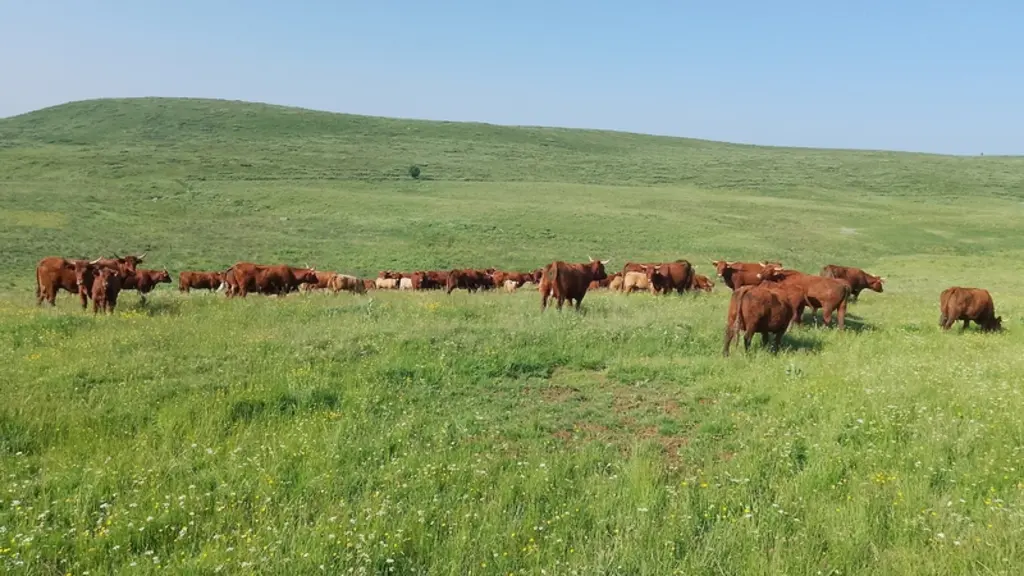 salers cantal prairie pâturage