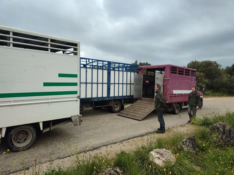 transhumance transport en camion montagne