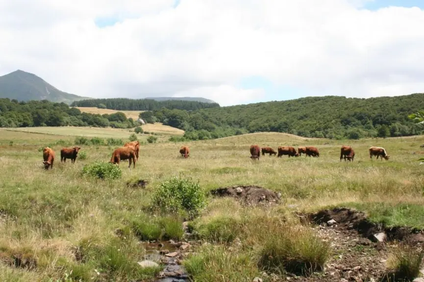 vaches salers veaux pâturage Puy-de-Dôme