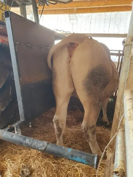 barrière de contention vache allaitante