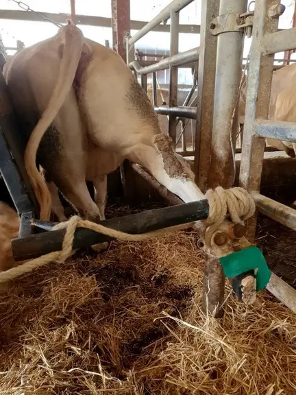 Astuce d’éleveur : « nous avons fabriqué une barrière de contention qui s’attelle au tracteur pour le parage des vaches »