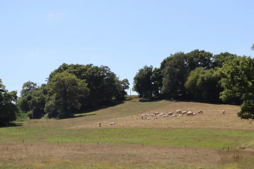 élevage blondes d'Aquitaine Landes