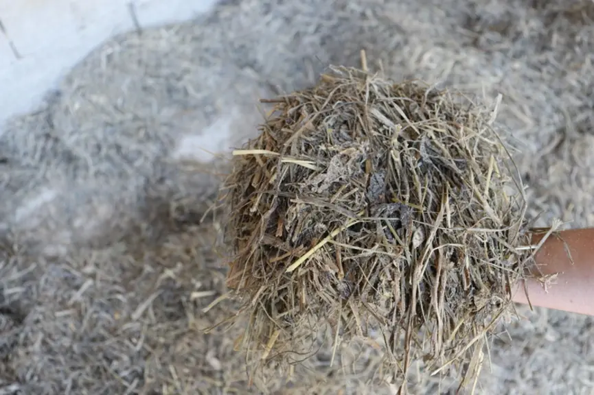 mash fibreux pour broutards