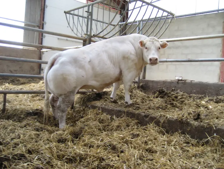 taureau charolais étable