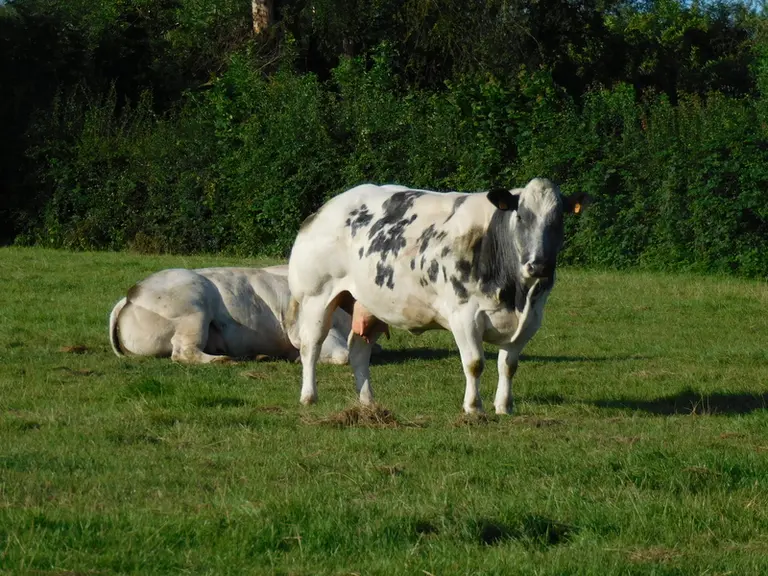 vaches Blanc Bleu pâturage Nord