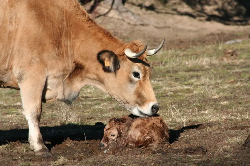 vache aubrac avec son veau nouveau né au pré