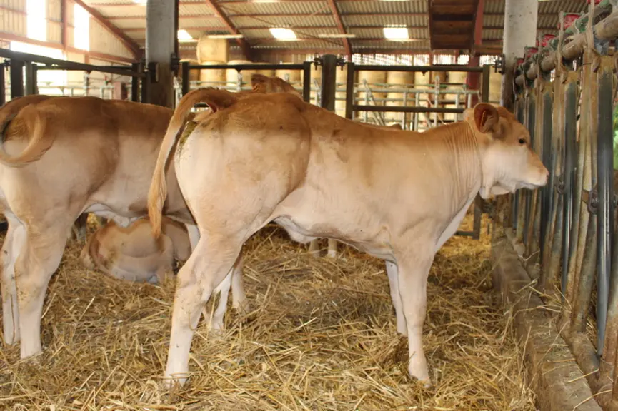 veaux sous la mère blonde d'Aquitaine
