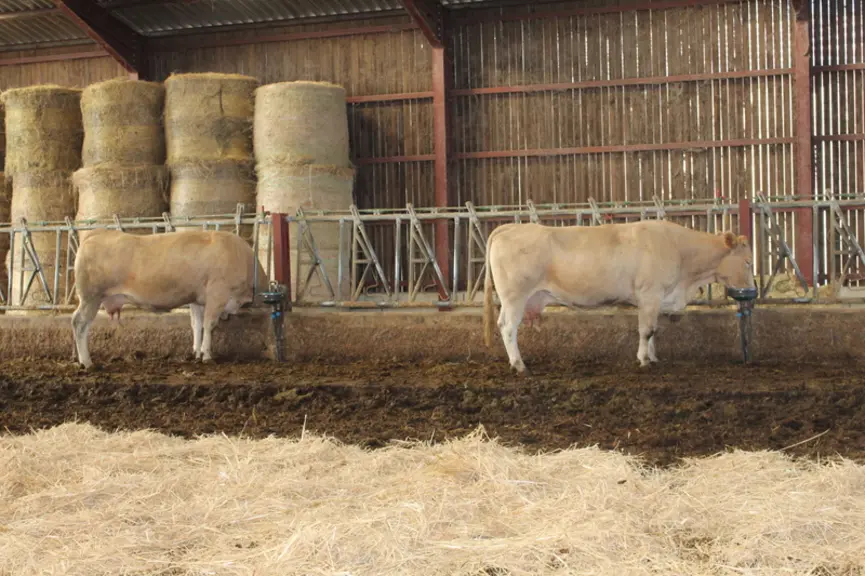 stabulation vaches blondes d'Aquitaine en engraissement