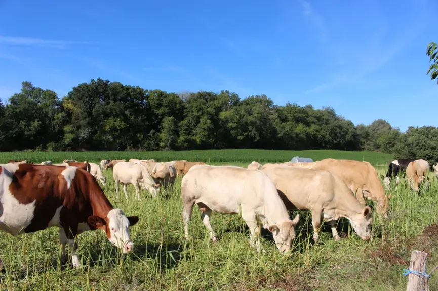 blonde d'Aquitaine et tante montbéliarde pâturage sorgho fourrager