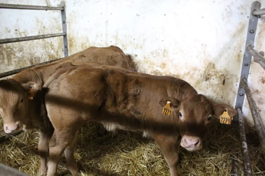 élevage veaux sous la mère limousine Corrèze