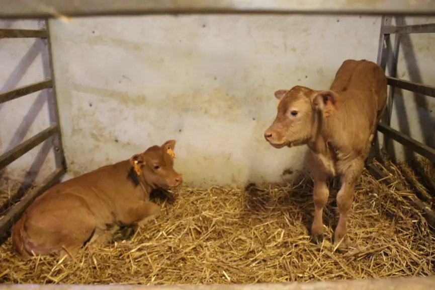 veaux sous la mère Corrèze limousine