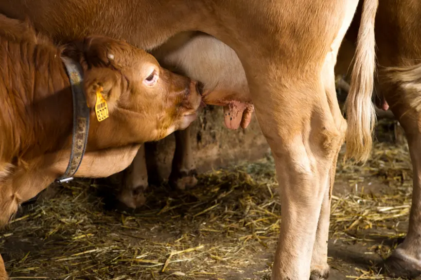 Vaches+Veaux sous la mère