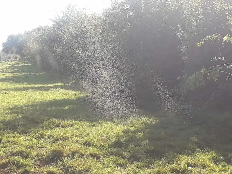 nuage d'insectes prairies haie