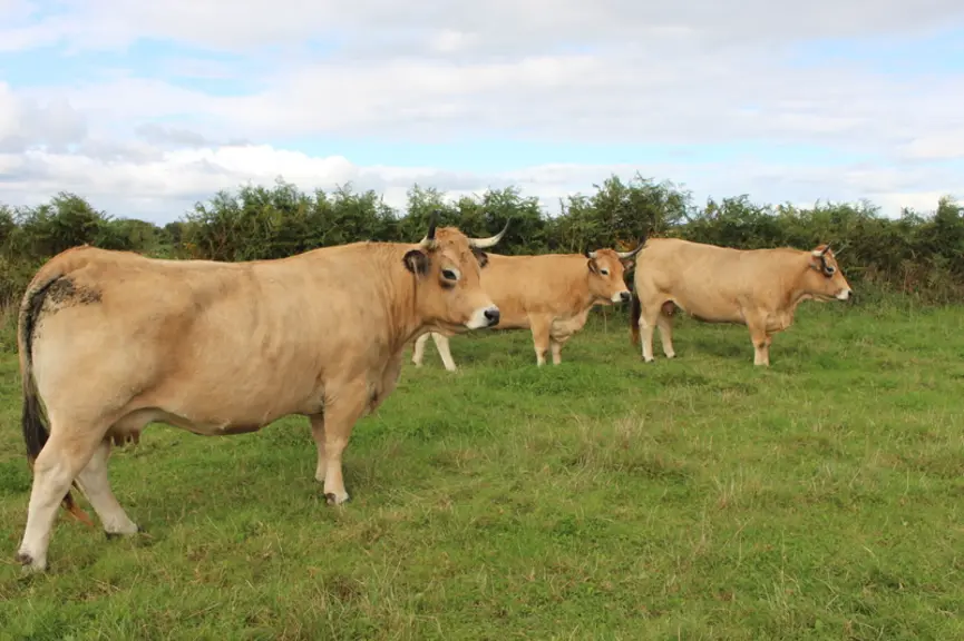 vaches aubrac pâturage Bretagne