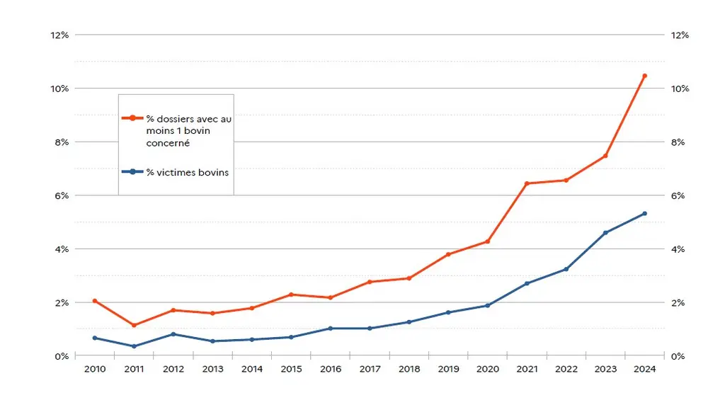 Evolution des dommages du loup sur bovins de 2010 à 2024 