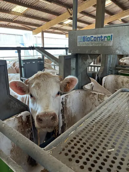 auges peseuses génisses charolaise Ferm'Inov Saône-et-Loire