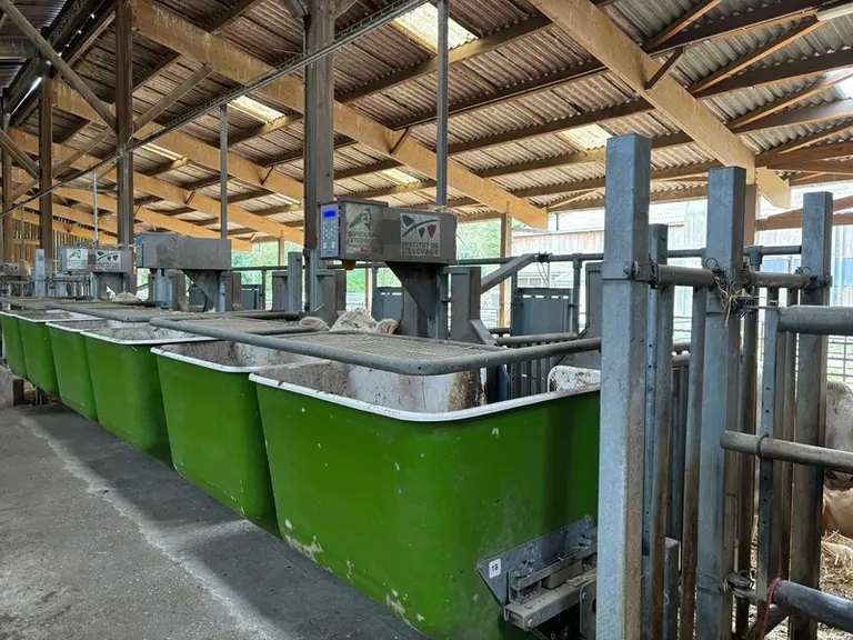 auges peseuses génisses charolaise Ferm'Inov Saône-et-Loire