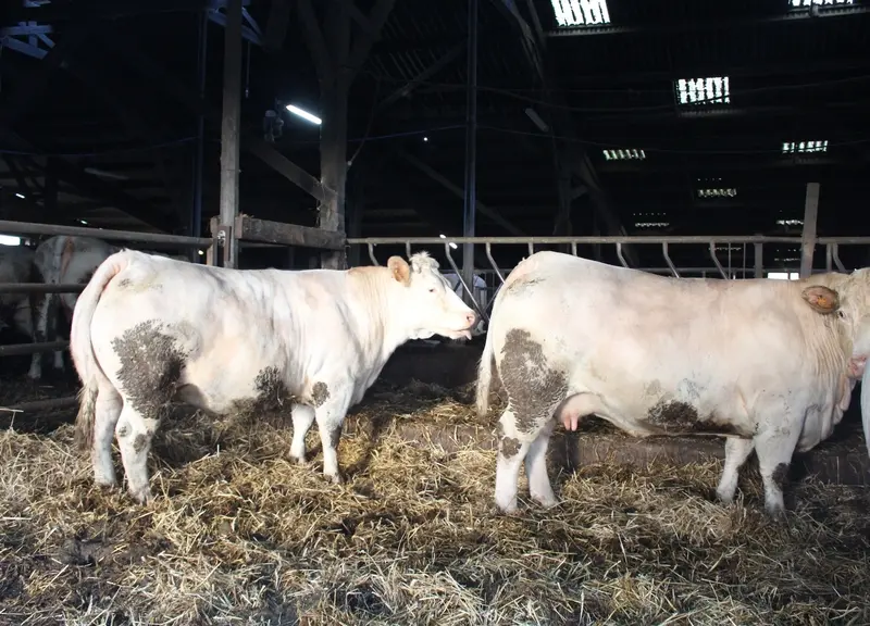 vaches charolaises à l'engraissement