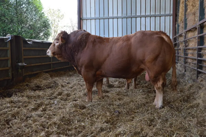 « Toupet, jeune taureau homozygote polled de 18 mois, sur le départ vers la Belgique. »