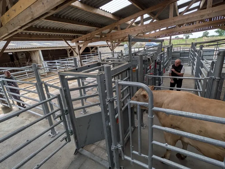 Porte de tri en sortie de cage de contention